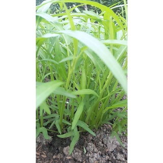 50gr hạt giống rau muống tre thái lan