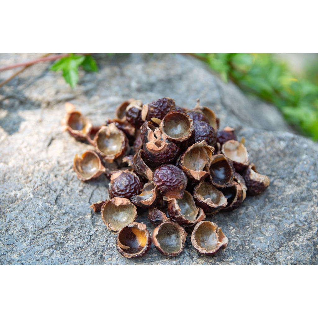 Quả bồ hòn khô Trường Sơn Xanh kèm túi lưới tiện dụng