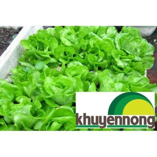 Gói 5 grgiống rau xà lách chịu nhiệt