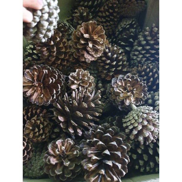 Quả thông khô dùng trang trí