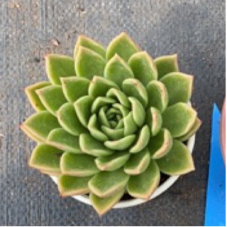 SEN ĐÁ ĐẾ VƯƠNG XANH 10CM