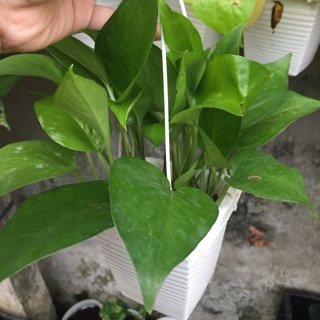 Combo chậu treo + cây trầu bà xanh
