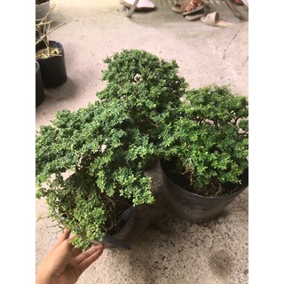 linh sam hạt gạo