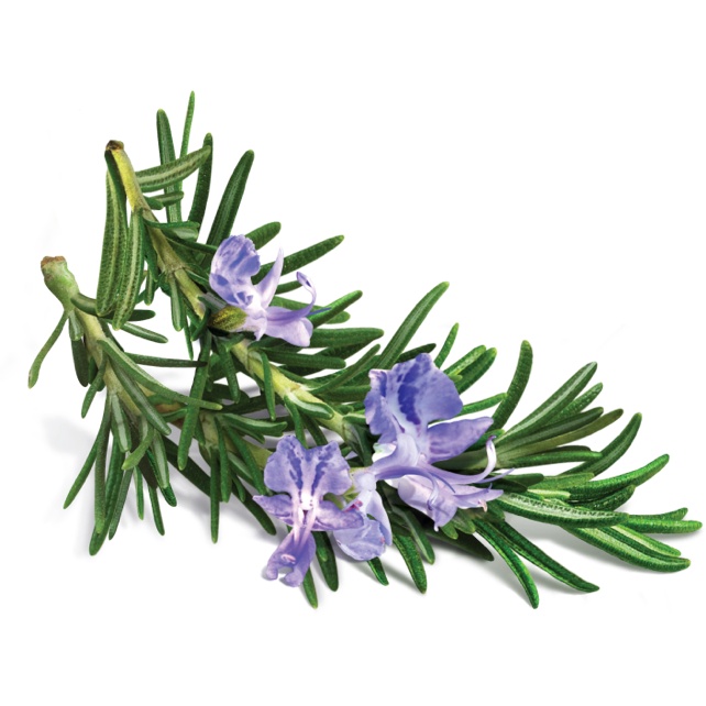 Rosemary - Hương thảo sấy lạnh xanh tươi thơm dịu ướp gà bò hũ 120ml