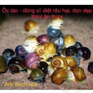 Ốc táo vàng lớn (mua 5 tặng 1, 10 tặng 5)
