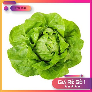 Hạt giống Xà lách Búp (3g)