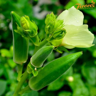 HẠT GIỐNG ĐẬU BẮP RADO 60