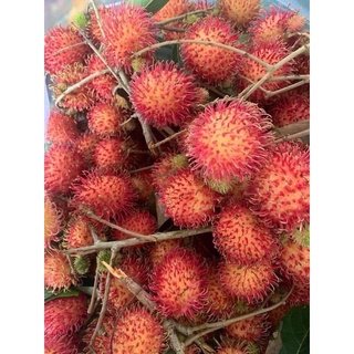 CHÔM CHÔM THƯỜNG TRÓC