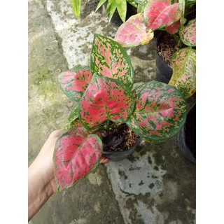 Cây vạn lộc phong thủy
