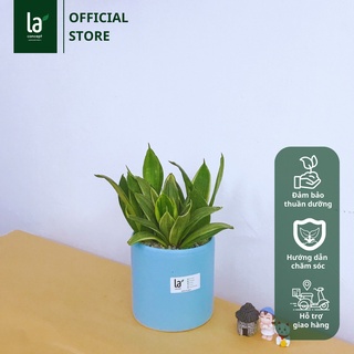 Cây Lưỡi Hổ Thái
