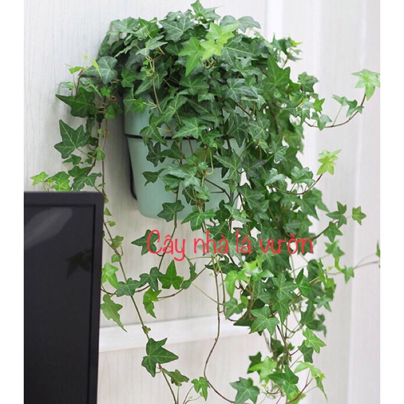 Chậu thông minh với giá treo bằng sắt.
