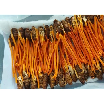 Đông Trùng Hạ Thảo Ký Chủ Nhộng (1 Con)