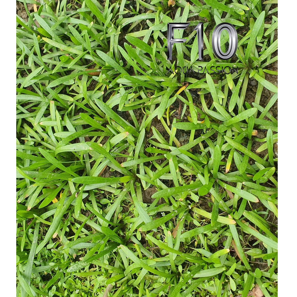 Cỏ thìa cây thủy sinh tiền cảnh trung cảnh đẹp 1 bụi