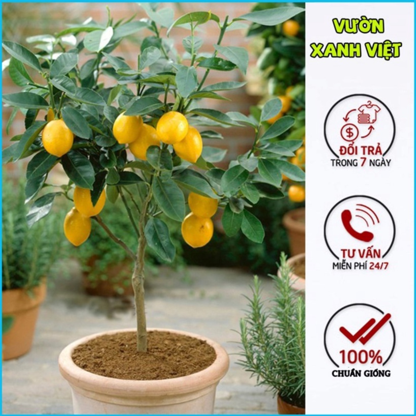 Cây chanh vàng Mỹ, cây giống khỏe mạnh dễ sinh trưởng ở nhiều vùng khí hậu Việt Nam - Vườn Xanh Việt