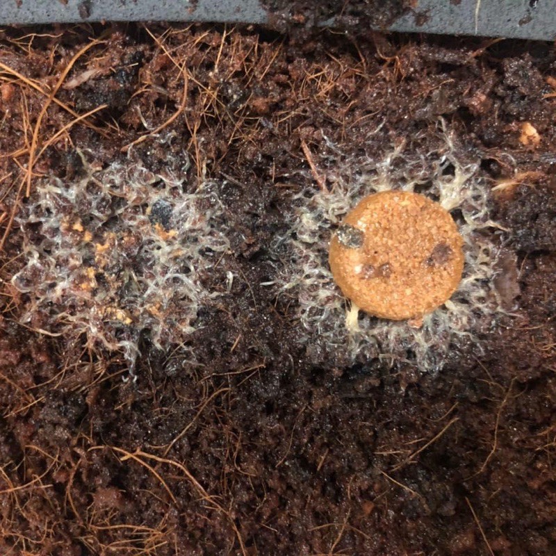 grindal worm