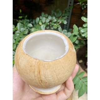 Dừa xiêm trọc Bến Tre size siêu to trên 500g