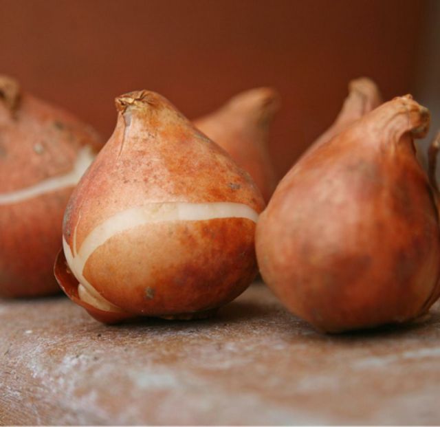 CỦ HOA TULIP NHẬP JAN DE WIT HÀ LAN