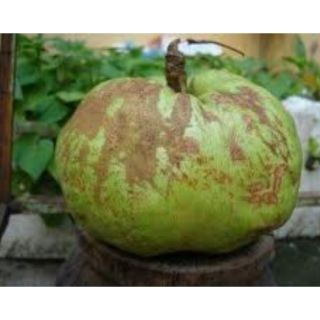 QUẢ SÔNG  THÁI LÁT KHÔ NẤU CANH CHUA