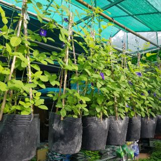 Hoa đậu biếc - hoa thần dược - Reply1991