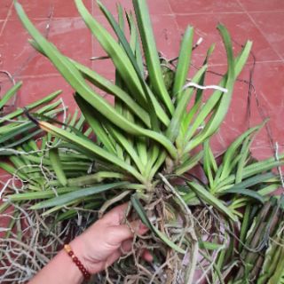 Hoa phong lan Sóc thái trắng