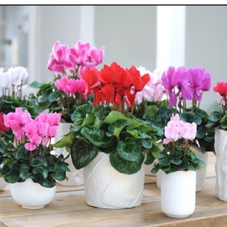 Hạt giống hoa Anh thảo Mix - 1 gói 5 hạt -HGT1