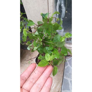 chậu cây sương sáo.