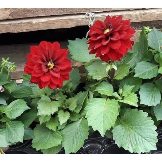 Gói 10 hạt giống thược dược lùn, tặng kích mầm