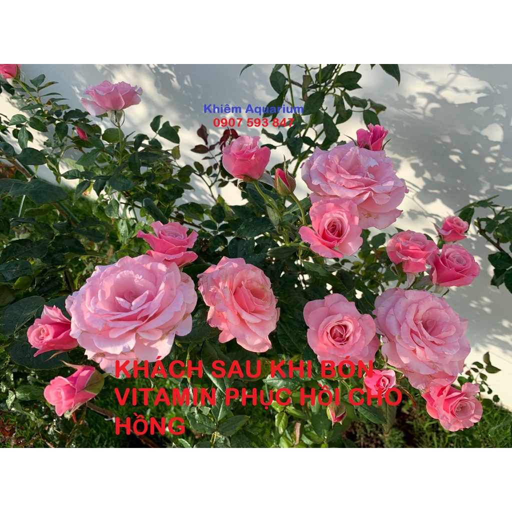 Phân bón HIỆU ÔNG GIÀ bổ sung Dinh Dưỡng Và Cho Cây - Hoa, giúp cây khỏe bịch nhỏ hộp 22V MUA 5 HỘP TẶNG 1