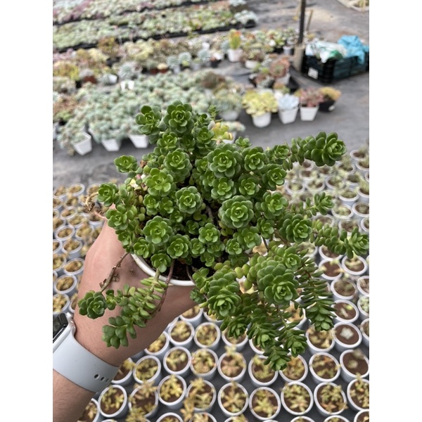 Sen đá sedum hoa hồng xanh SONDA GARDEN size trung bình 10cm, xuất xứ Đà Lạt, khoẻ đẹp, lỗi 1 đổi 1