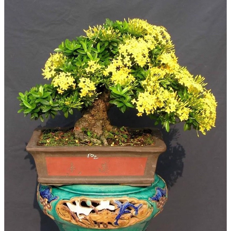 Cây trang thái hoa vàng