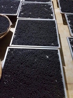 1kg HÀ THỦ Ô