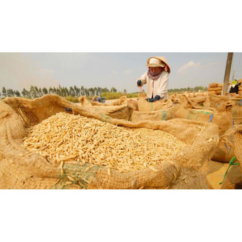 Gạo Tài Nguyên - túi ép 2kg - Xốp mềm thơm nhẹ ngọt cơm