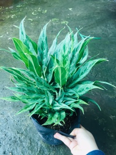 CÂY GIỮ TIỀN GIỐNG MỚI