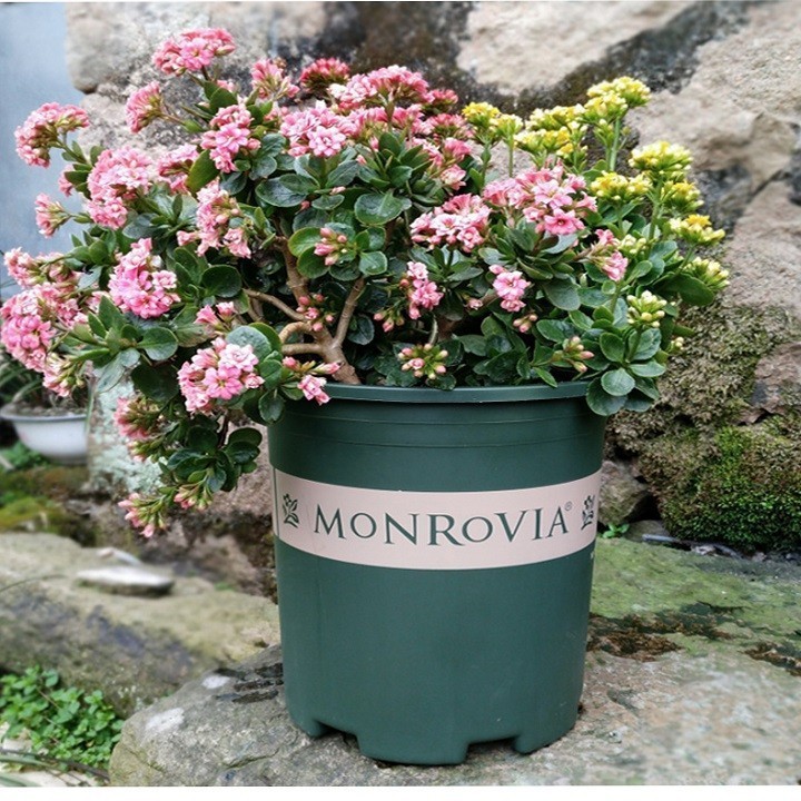 Chậu MONROVIA Size 1,5 gồm ĐĨA LÓT- Chậu nhựa trồng cây chuyên để trồng các loại hoa kiểng