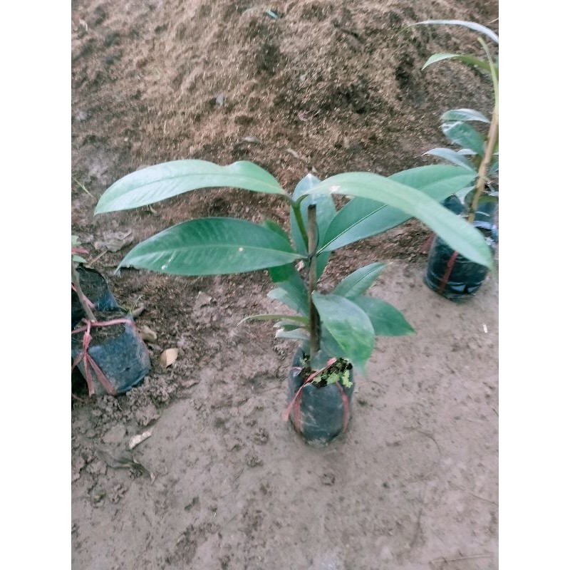 Cây giống măng cụt