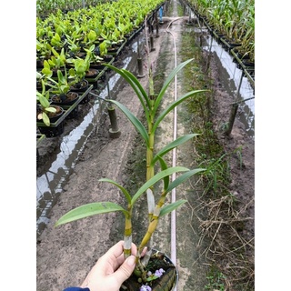 Lan Dendro nắng nhện đen cây trưởng thành