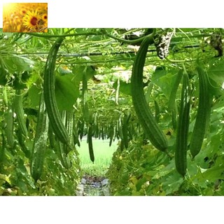 Hạt Giống Mướp Khía (10_15 Hạt) - Dễ Trồng, Năng Suất Cao - MUA 3 TẶNG 1 CÙNG LOẠI