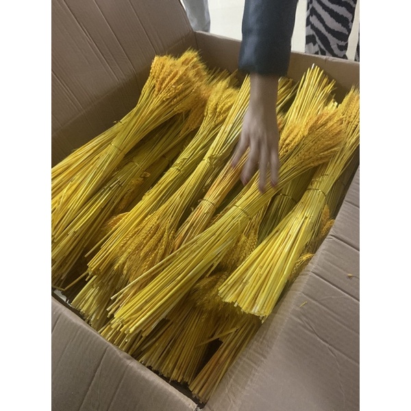 100 BÔNG LÚA 🌾 MẠCH 35k KHÔ TRANG TRÍ bó lúa
