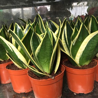Cây lưỡi hổ Thái lùn để bàn  -  Sansevieria trifasciata