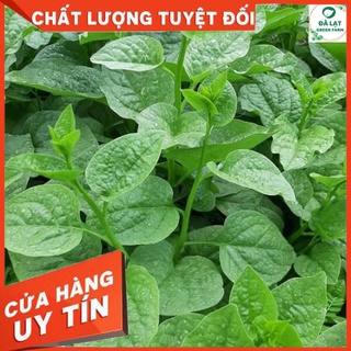 Hạt Giống RAU MỒNG TƠI_10GR (HẠT CHẤT LƯỢNG CHUẨN F1)