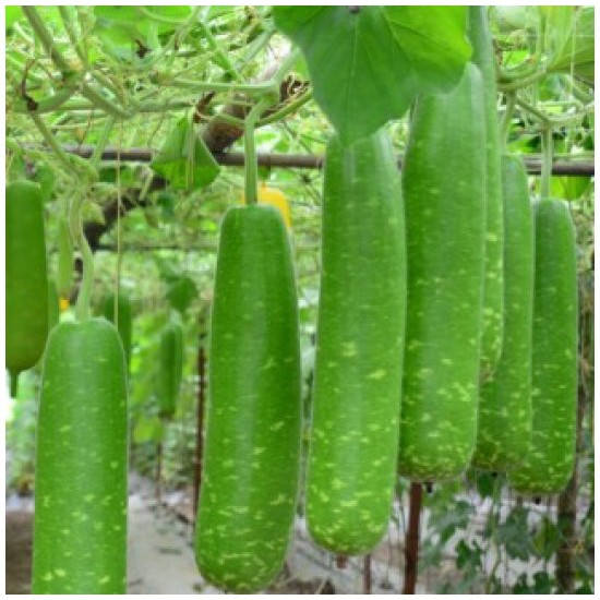 HẠT GIỐNG BẦU SAO F1