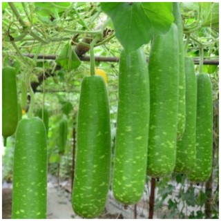 Hạt giống bầu sao f1