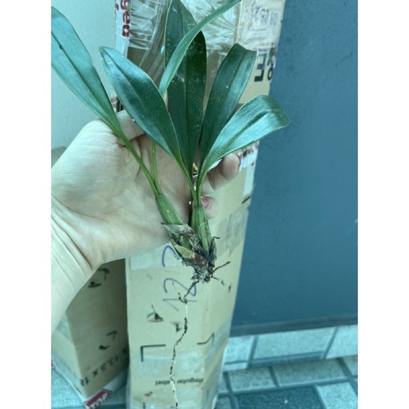 Hoa Lan vũ nữ hàm cá mập chơi Tết