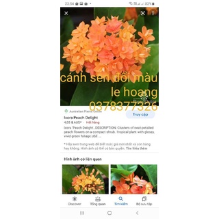 cánh sen đổi màu (cây giống)