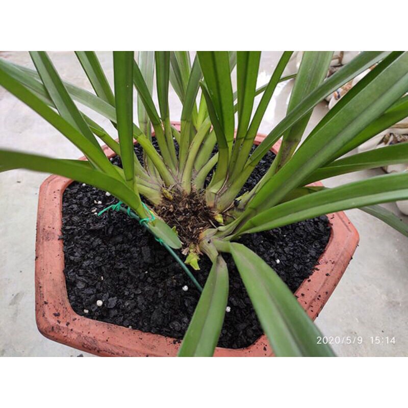 1kg vỏ lạc hun ORCHID PLANTER nguyên cánh, thương hiệu Long Vân Farm, hàng chất lượng