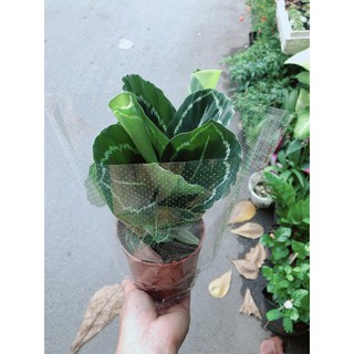 Đuôi Công Xanh