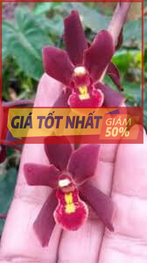 Hoa lan kiếm, HOA LAN KIẾM ĐỎ THÁI LAN-gửi đi nguyên chậu, hàng cực đẹp, đánh thẳng từ thái về