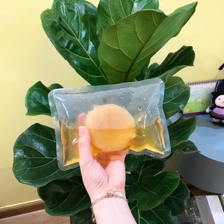 Con giống scoby và nước mồi ủ trà kombucha