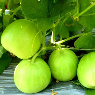 Hạt dưa lê siêu ngọt vỏ trắng xanh gói 15 hạt