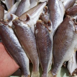 Khô cá đù 1 nắng Cà Mau dai ngon, thơm thịt Bếp ngon và sạch (500g)